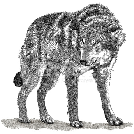 23206662-angry-wolf.jpg