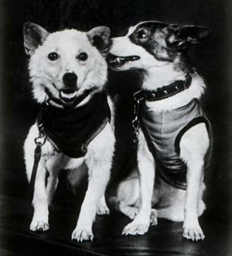 belka-strelka12.jpg