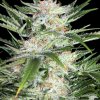 whitewidowfem-500x500.jpg
