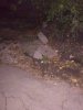 IMG_20181030_1719062.jpg