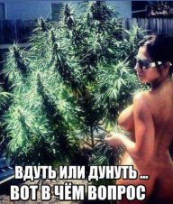 Grinja