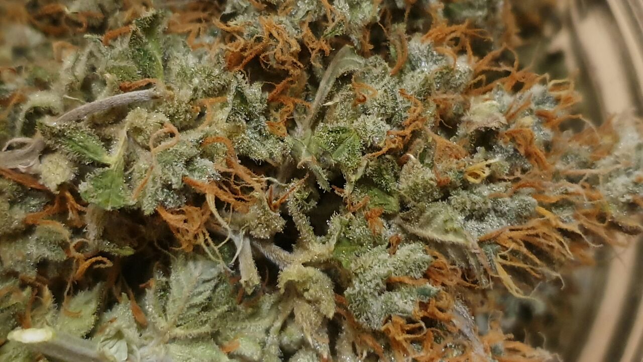 Шишка Элитная индор на огранике-Gorilla Glue 3