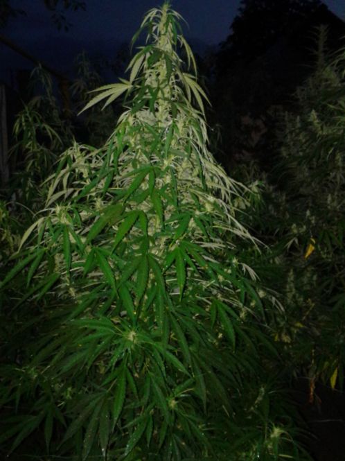 Amnesia hashplant