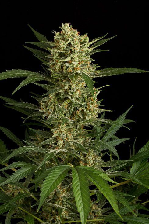 Auto original amnesia blog full