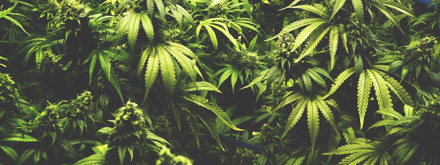 Cbd-oil-review