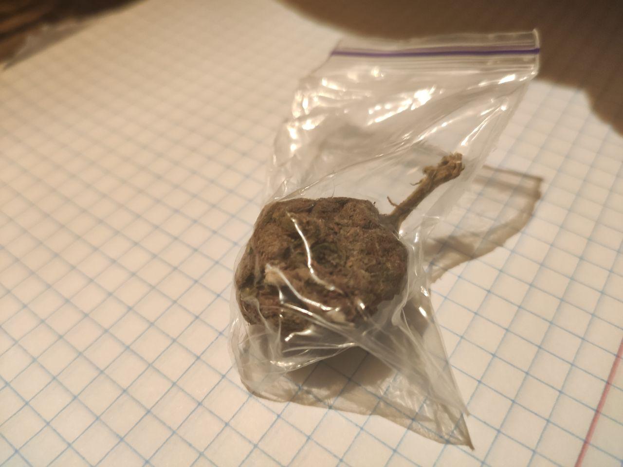 Critical Cush from "AmfHouse"
