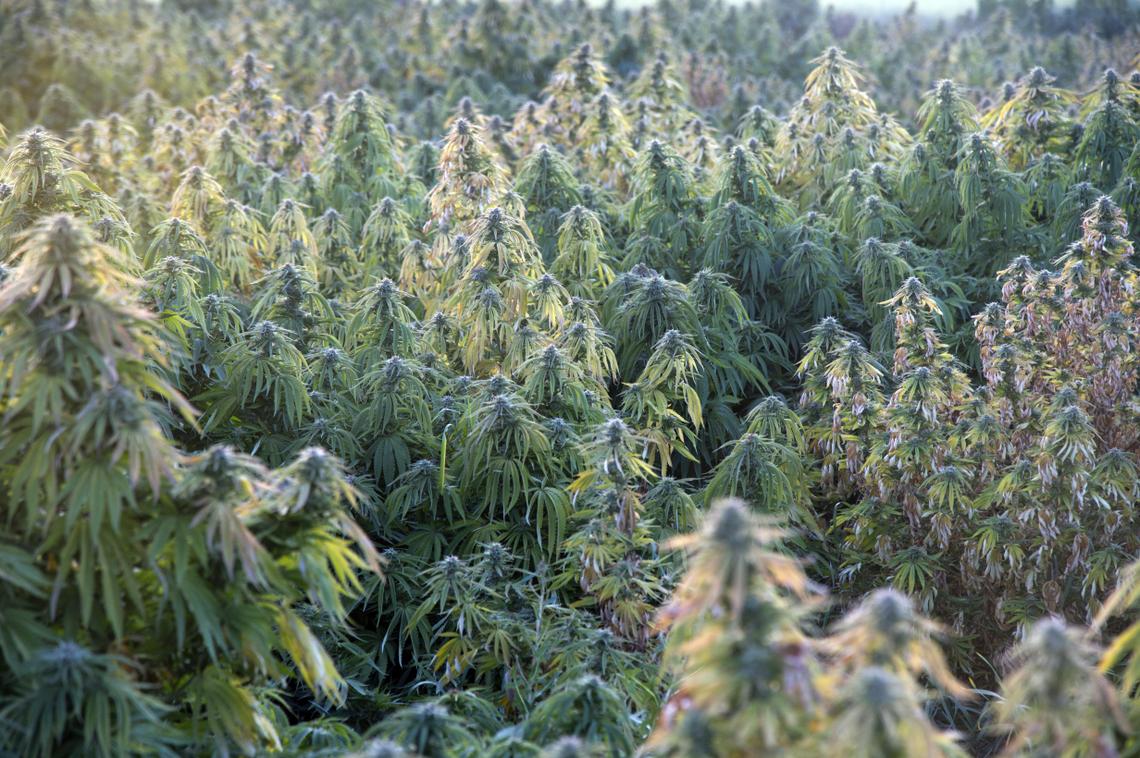 Harvest