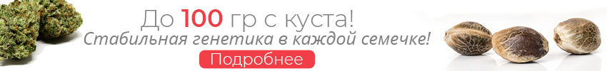 Seed-850x100